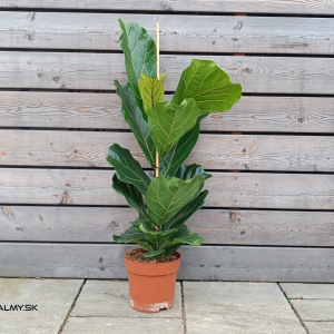 Ficus lyrata (Fikus lýrovitolistý) - kont. C3L, výška 70-80 cm